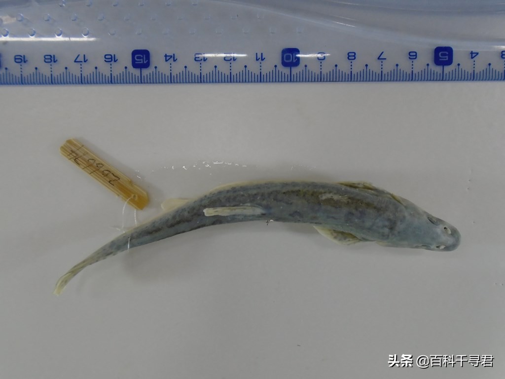 青海湖裡只有一種魚類嗎 當然不是 除了湟魚之外還有這些 百科千尋君 Mdeditor