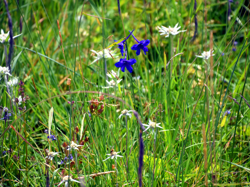 四川旅游：走进阿坝州红原大草原（图）