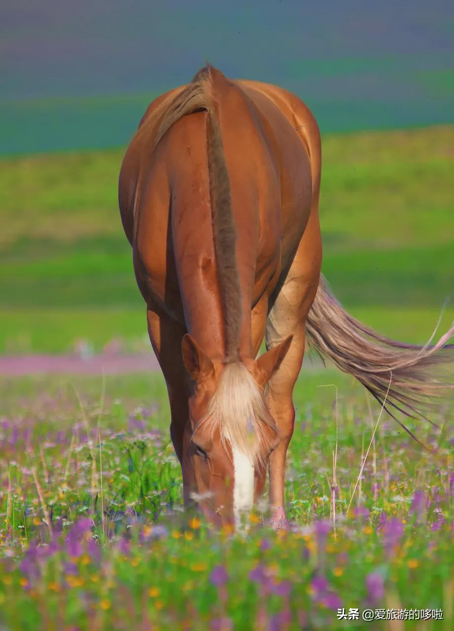青海值得旅游的地方 青海湖最佳旅游月份(圖15)