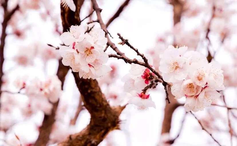 【人文临潭】杏花落了一地