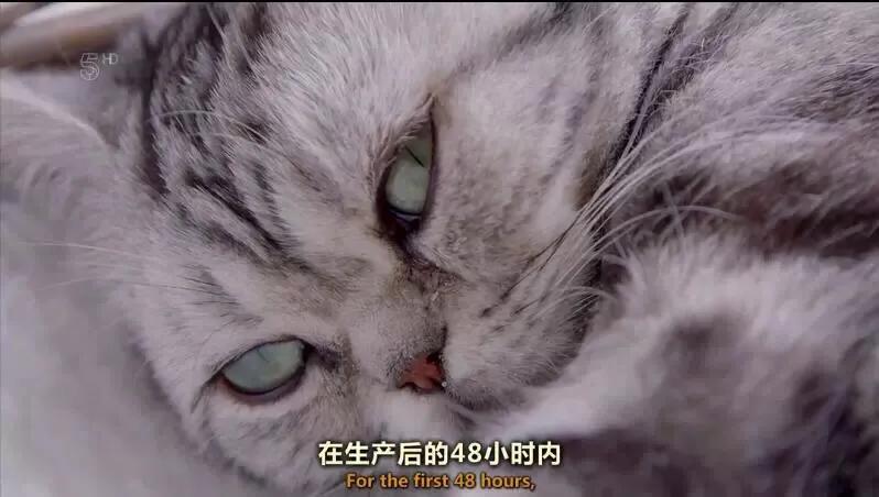 c纪录片 小猫的秘密 萌萌鸟 Mdeditor