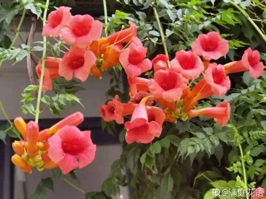 10種“臟臟”花，愛干凈的人別養，會招蟲子