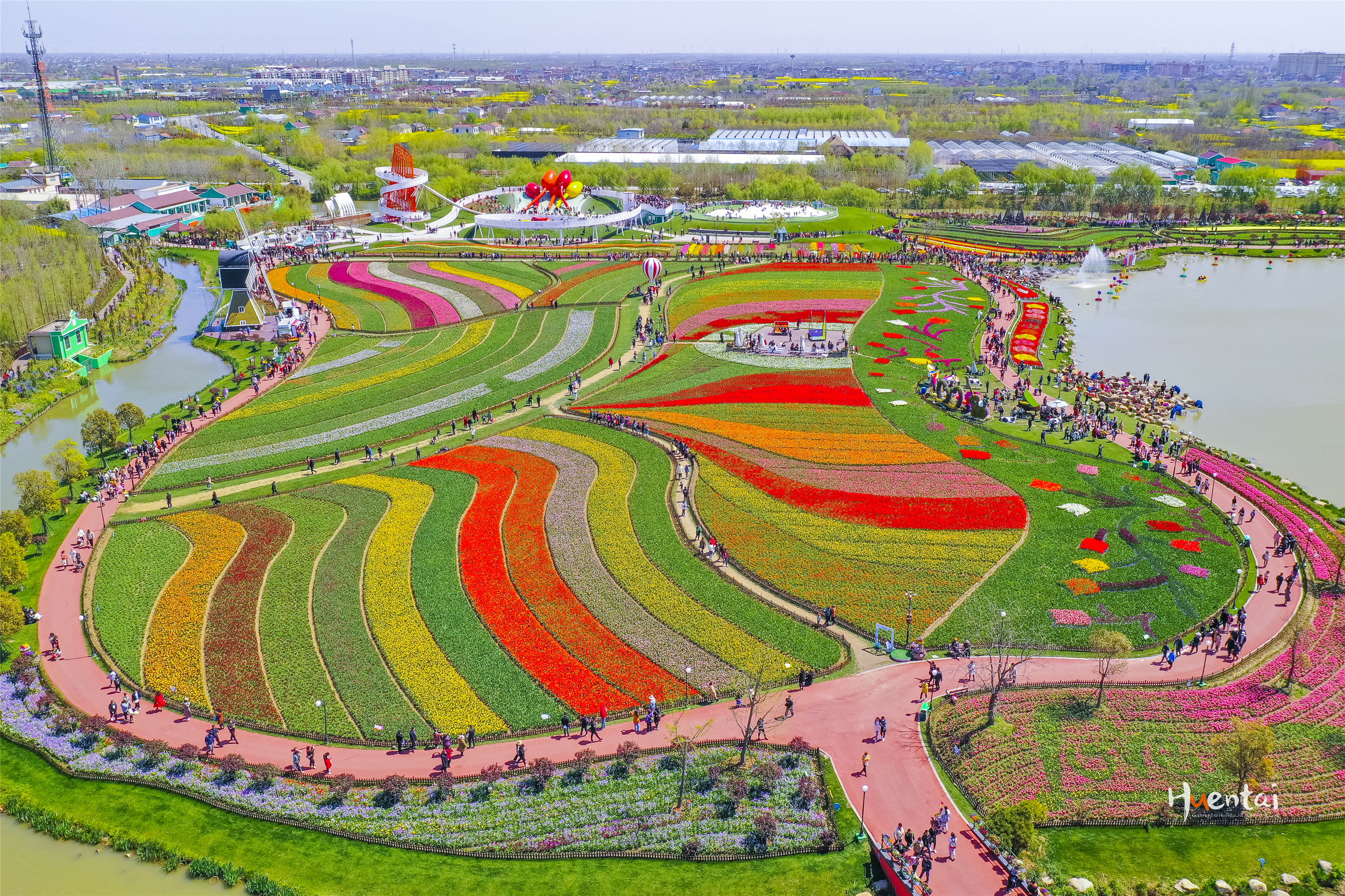 杨超越的家乡有多美 阳春三月 郁金香花海正值盛花期 胡恩泰的闲散生活 Mdeditor