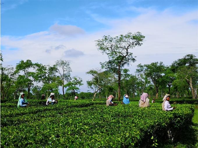 陸桐說茶：世界四大紅茶詳解，簡單易懂的「茶文化」星空体育官网入口网站