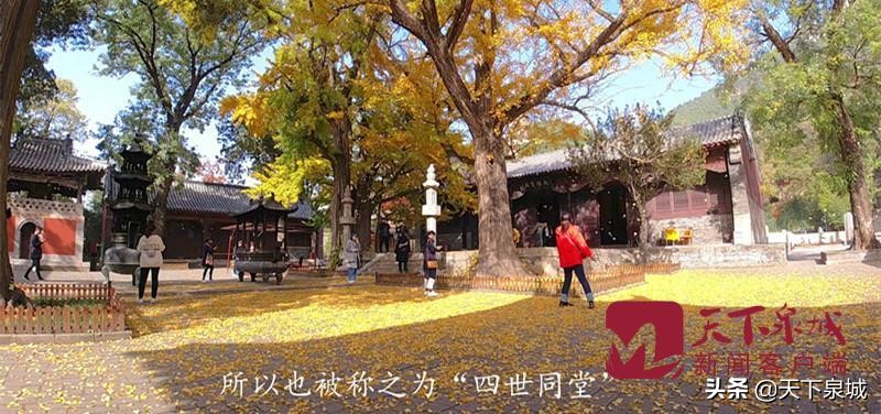 一叶知秋 遍地金黄 济南灵岩寺千年银杏迎最美时刻