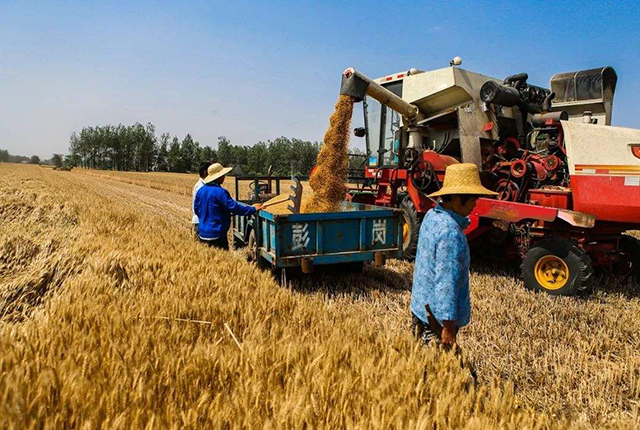 “天价”小麦让农民高兴异常，但收购价下跌，