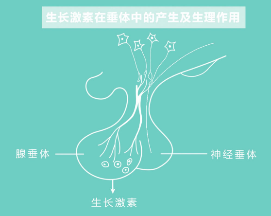 辟谣：爸妈高娃肯定高？协和专家揭示身高秘密，长高还看三个习惯