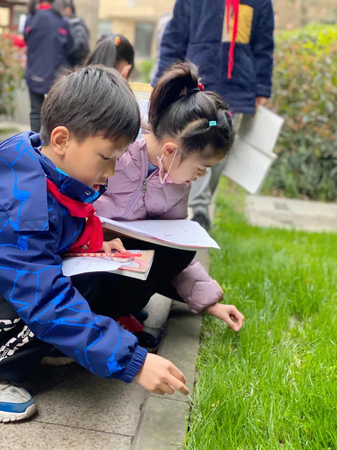 带上五官到校园里寻找春天——成都市华中附小大自然的语文课