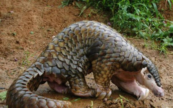 被吃成國家一級保護的動物，究竟該誰為它們買單？