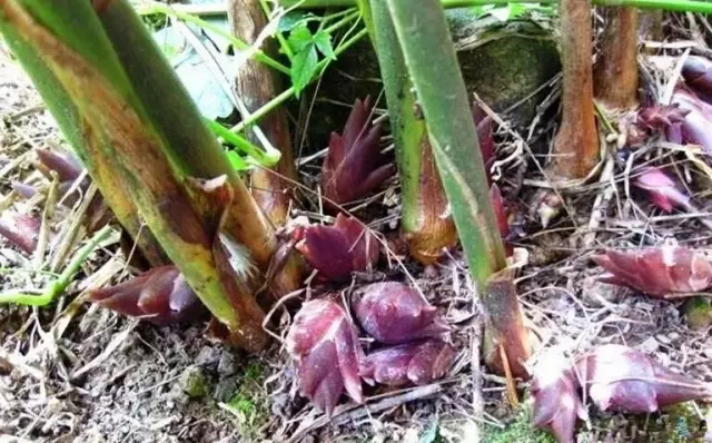 農村常吃的40種· 野菜，能治病能解饞，你吃過幾種呢？