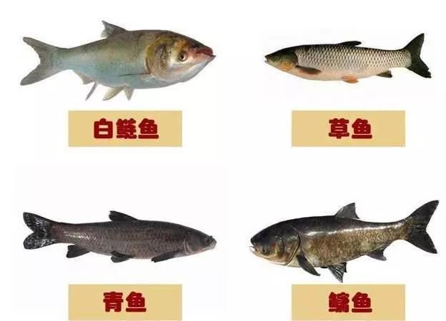 天堂还是灭亡！拦江近20年的三峡大坝，对长江鱼类有多少影响？