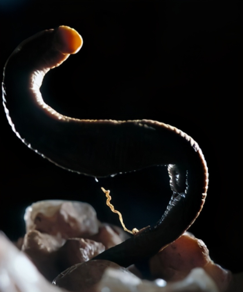 百萬年前的洞穴被發(fā)現(xiàn)，里面猶如“外星世界”，還有奇怪生物