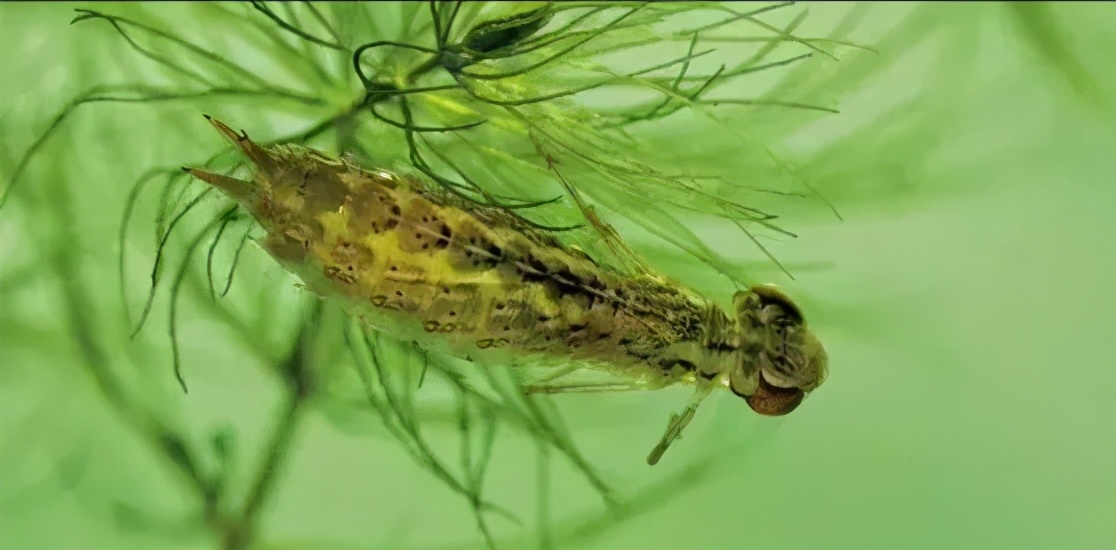 水花(鱼苗)育苗：常见的八类水生敌害虫类及其防控