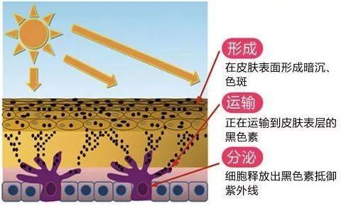 皮肤黑，想美白？美白总是不成功？一次性告诉你变白的全部方法