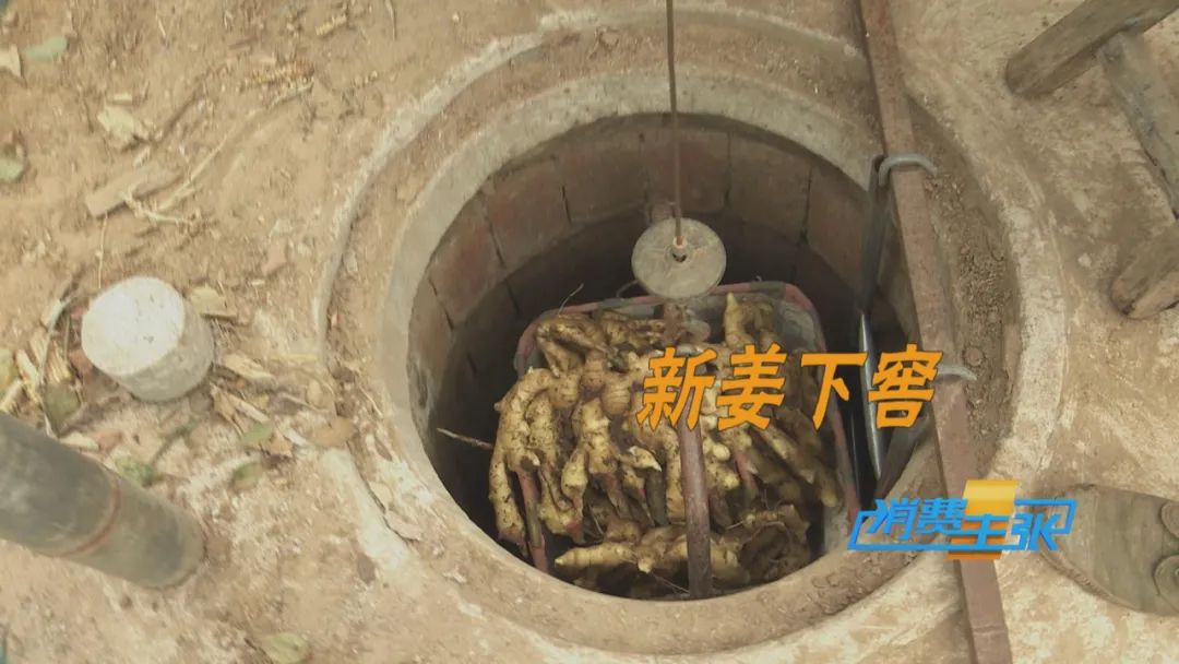 新姜收獲！有人整畝出售，有人窖里深藏，生姜價格走向何方？