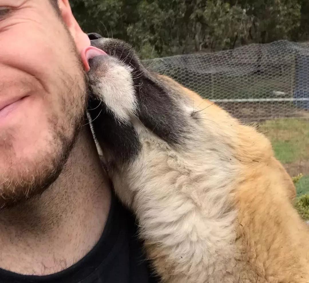 老鹰扔到院子里的一只超萌小奶狗，查了DNA才发