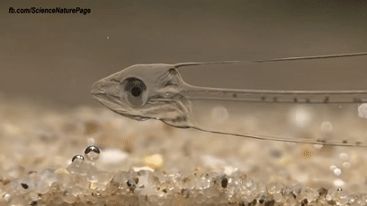 透過皮膚一眼就能看到內髒，這6種透明生物毫無隱私可言