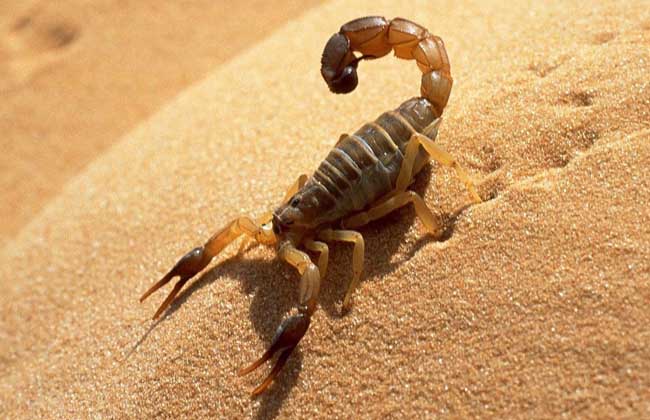 蝎子为什么是五毒之首，连同类都不放眼里，更何况毒蛇