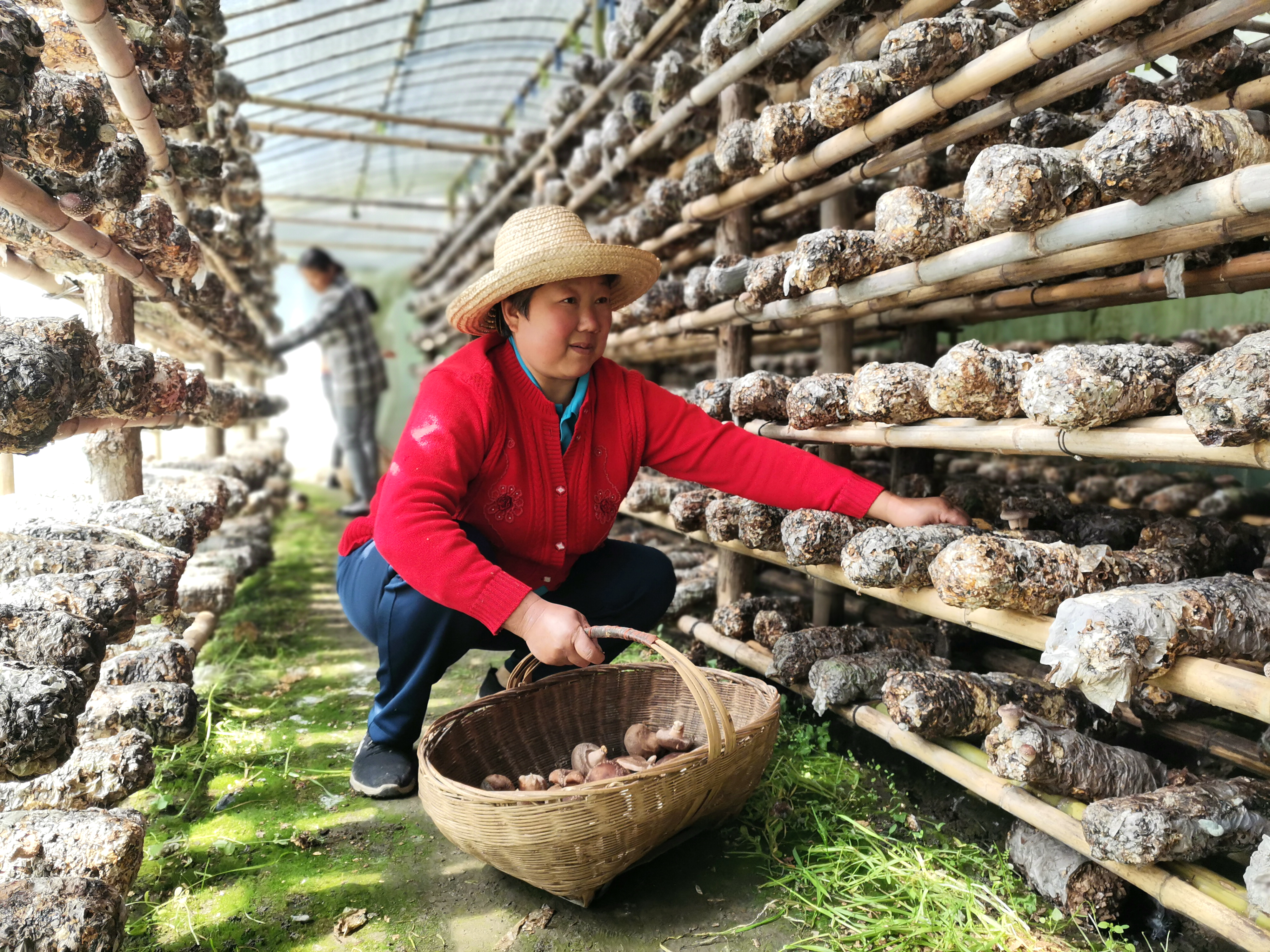 小小菌菇棒 把把致富伞