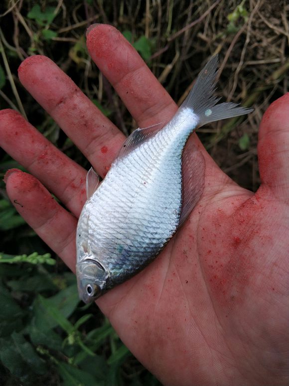 被誤解很深的魚(yú)：我真不是鳑鲏，比白條好吃也更好釣