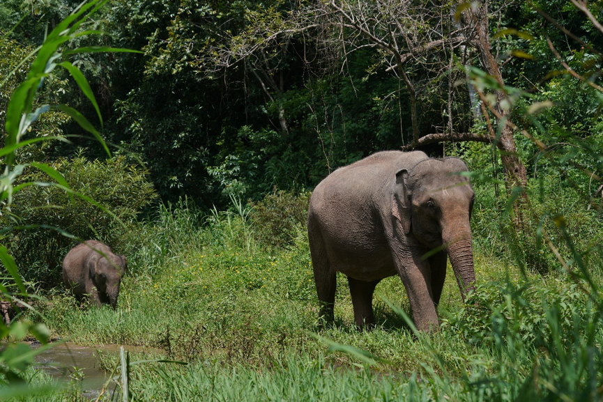 从冲突到和谐，西双版纳如何做到亚洲象保护有“数”