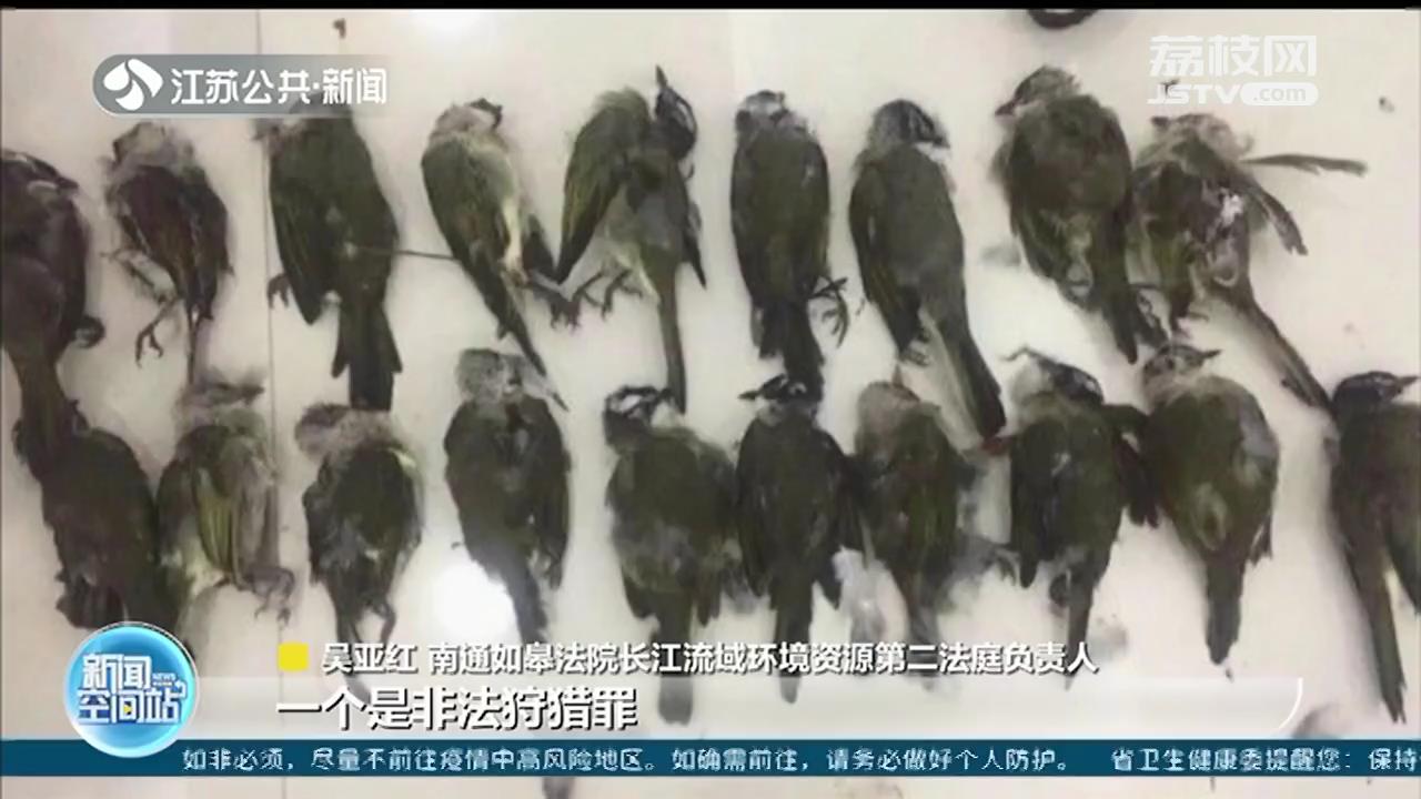 南通如皋：猎杀3000多只鸟 14人被判坐牢，公益赔偿105万
