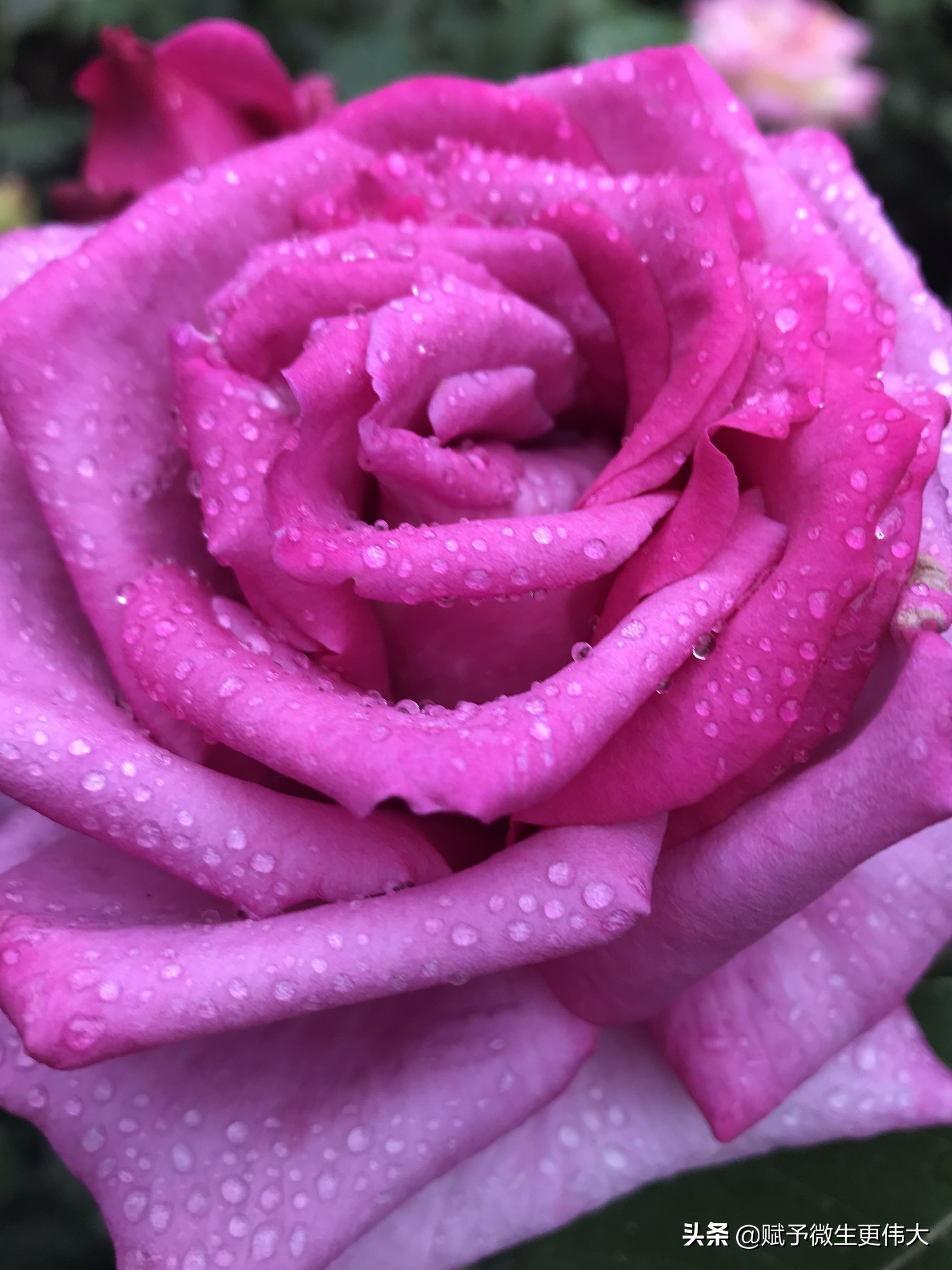 雨后——白居易:晚开春去后,独秀院中央