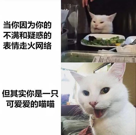 二女一猫是什么梗女人指小猫什么意思