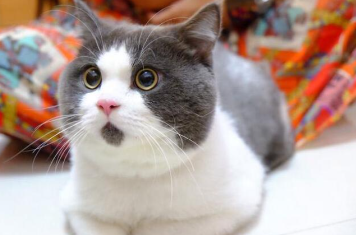 怎么才能养好“英短猫”？快来看看这篇文章