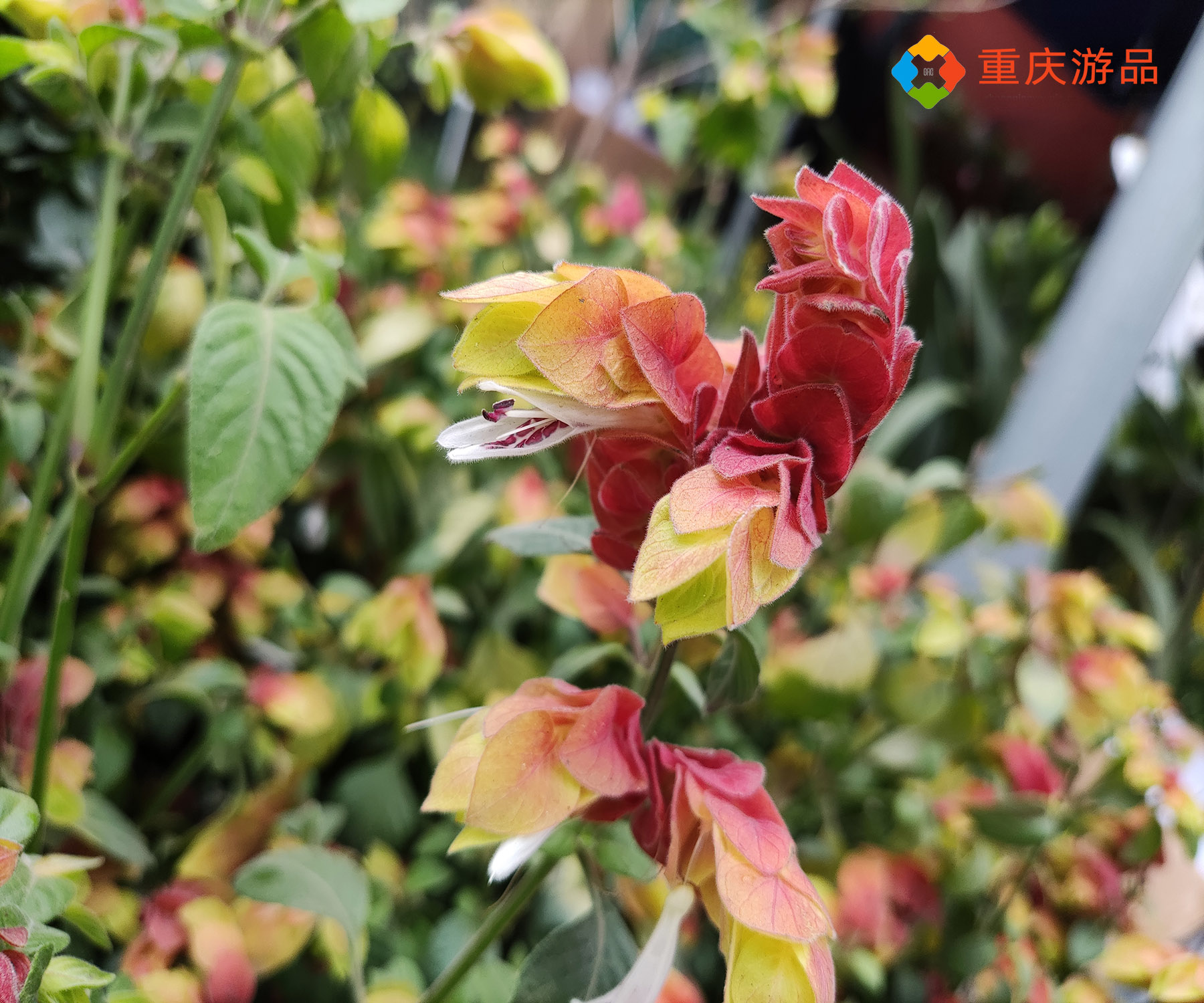 春日里的惊喜，探寻重庆望海花都，清白如雪的木绣球不要太美
