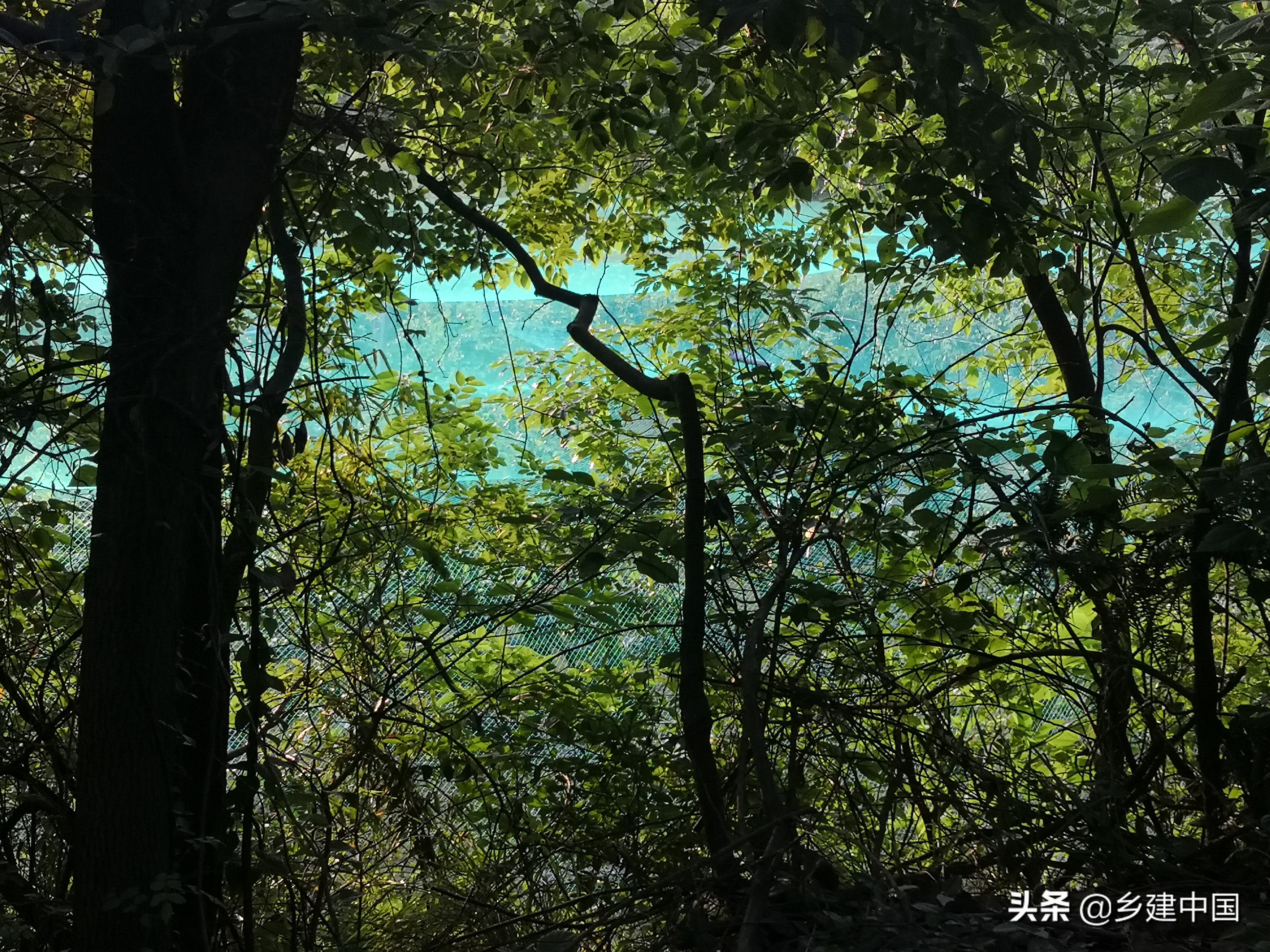 江阴市003号民宿——朝阳山庄：定山竹海里的康美基地