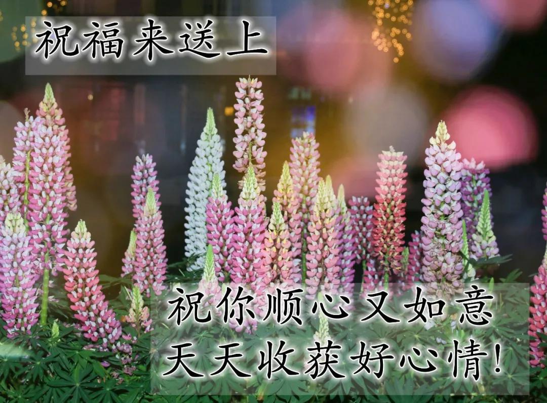 新款早安带字图片，最好看的带花早上好祝福图片图片