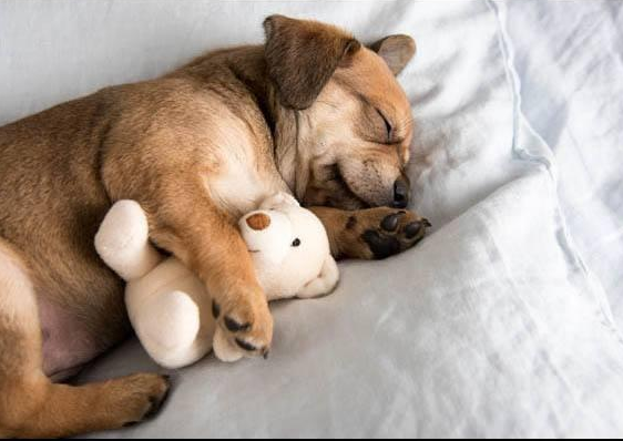狗狗总喜欢到床上睡觉，背后有6大原因，你家狗子是哪一个？
