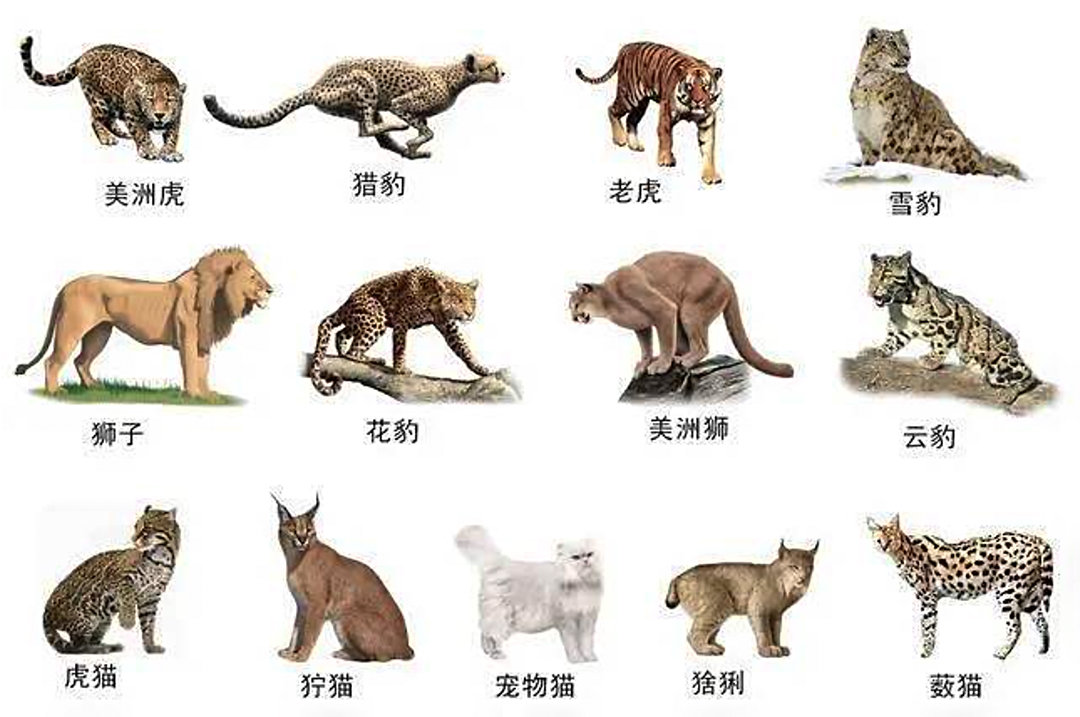 狼见了都要叫大哥的“猞猁”，在森林里到底有多恐怖？-第2张图片-IT新视野