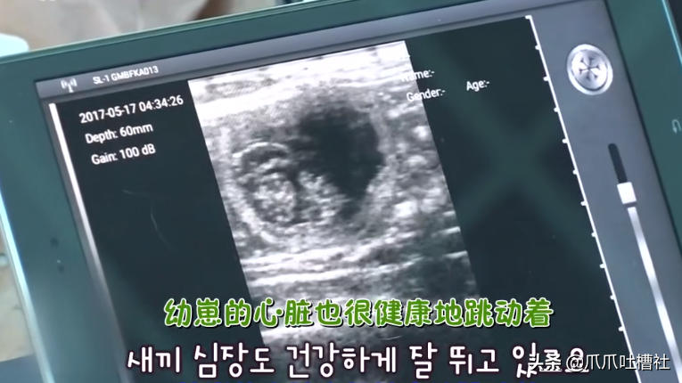 猫咪每日奔袭8公里，只为谈恋爱，谁说异地恋就没有好结局？