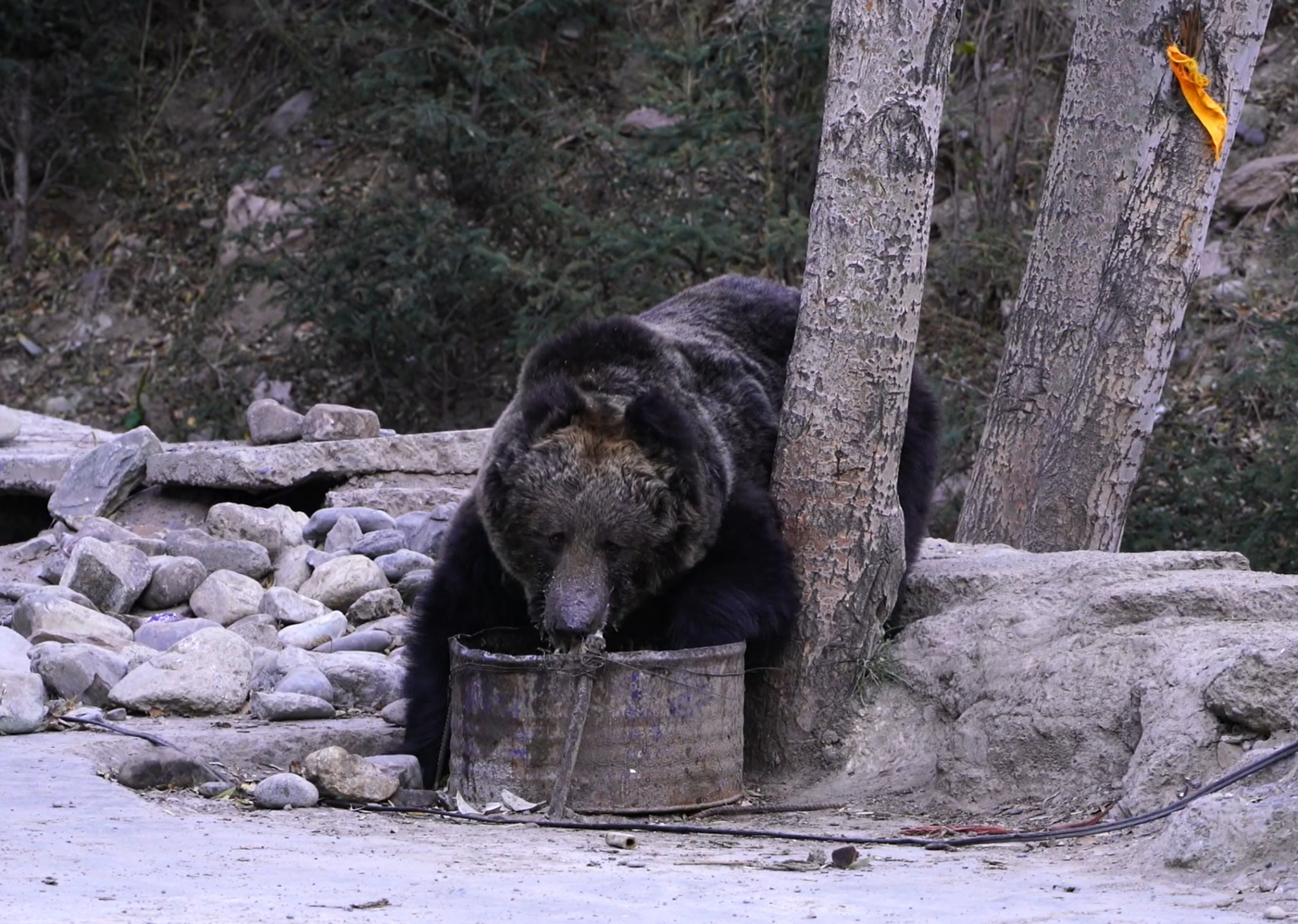 青海玉树出现一只棕熊，走进寺庙吃剩饭剩菜，深夜被藏獒赶走