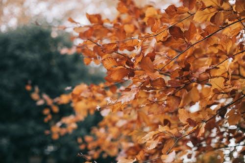 九首唯美秋天诗词：一年好景君须记，最是橙黄橘绿时