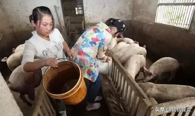 高温季节生猪饲养管理及疫病综合防治的对策研