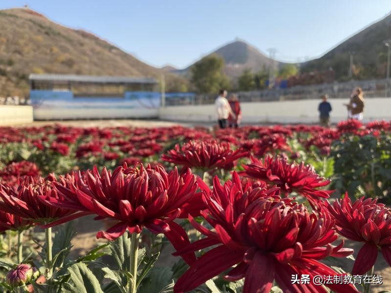 唐县举办首届华峪菊花节 2万株菊花等你来