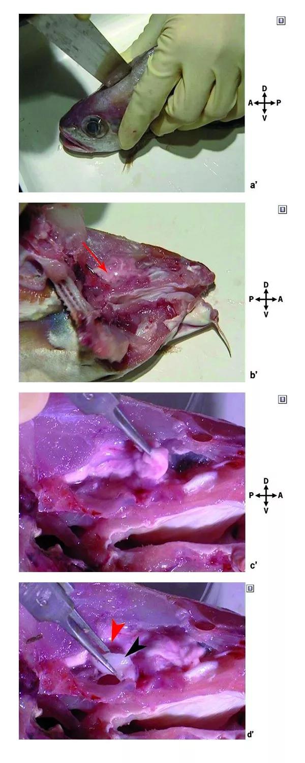 了解魚的耳石：魚類內(nèi)耳中的硬組織，聽覺、平衡和加速等感覺功能