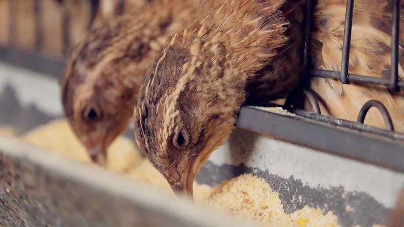 刘杰小鹌鹑做成致富大产业