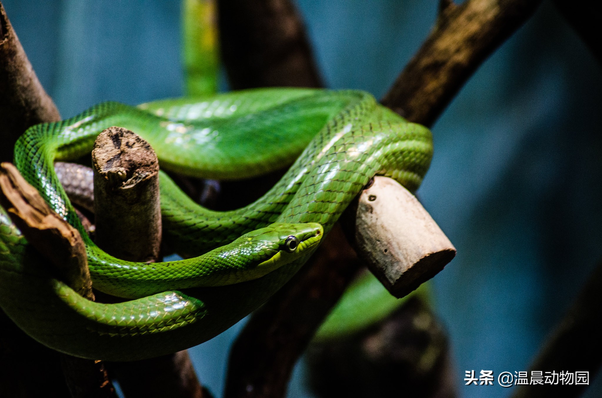 宠物蛇出现拒食现象有这五个原因,严重程度可大可小,但不能忽略