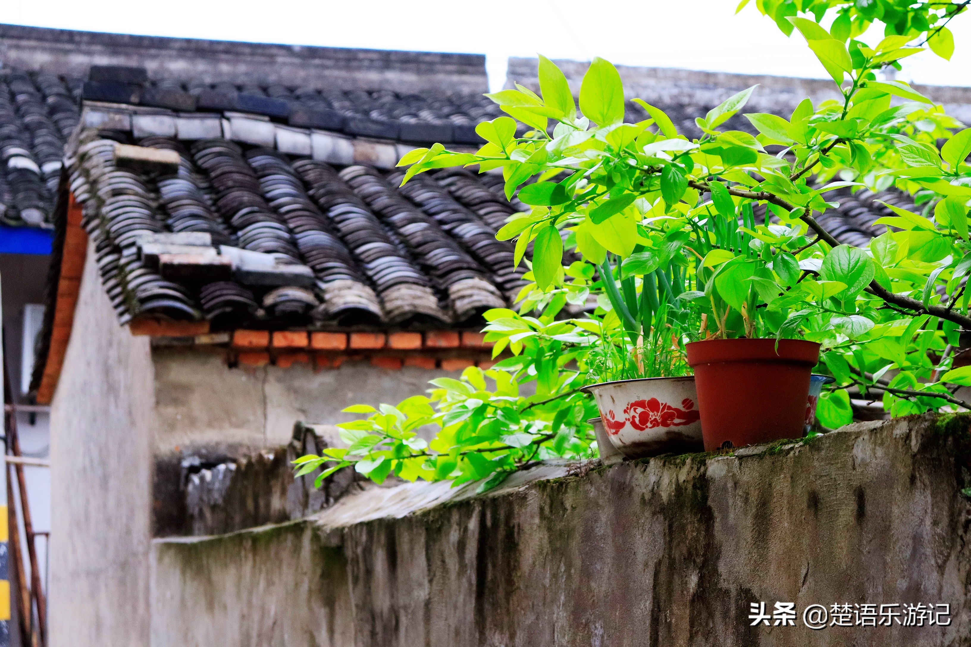 寧波東金峨村 同樣可以登山看杜鵑花 村頭有千年古剎 風景秀麗 楚語樂遊記 Mdeditor