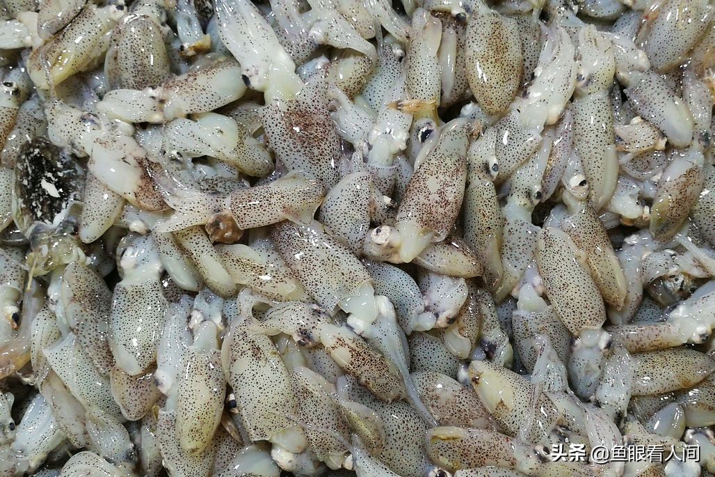 海鲜到市场涨价两成多，4元一斤带鱼到7元，开渔后梭子蟹价稳