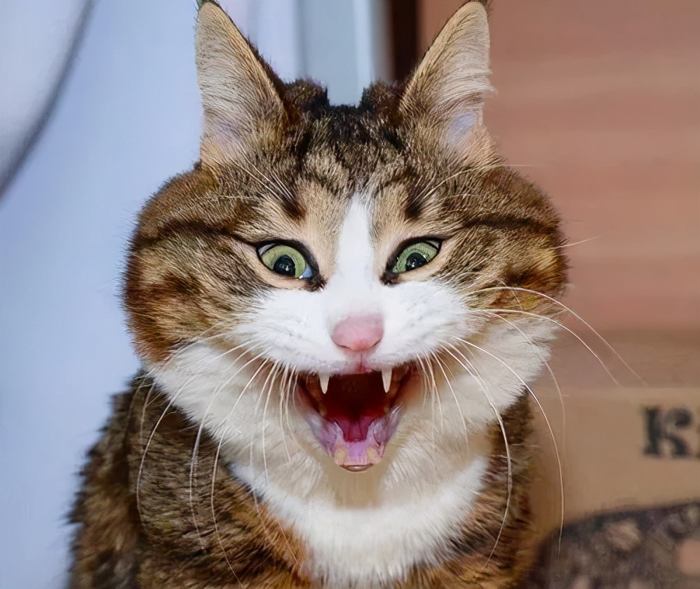 震惊猫猫脸 笑翻全网 主人 别笑了 它很痛苦 猫与爱的世界 Mdeditor