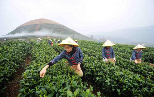 天天喝茶，你知道喝哪种茶最好吗？这篇文章告诉你答案