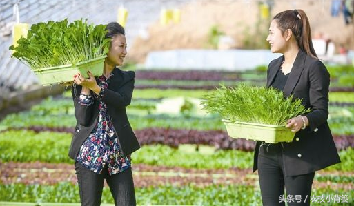 谁说种菜不挣钱？他种菜一年收入六十万多万！