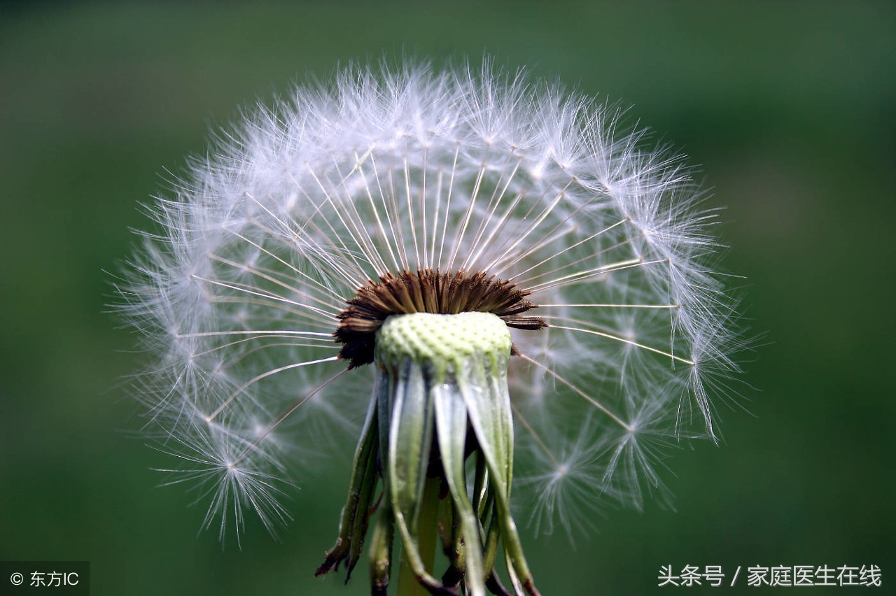 养生专家：在这三种情况下喝蒲公英泡水，营养价值加分