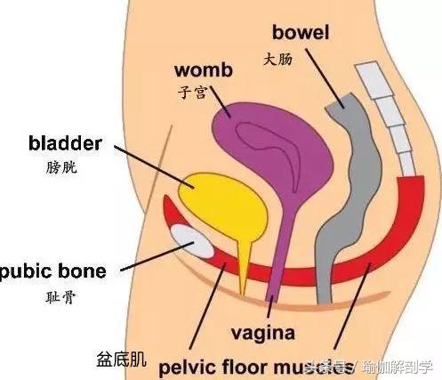 产后漏尿盆底肌恢复训练