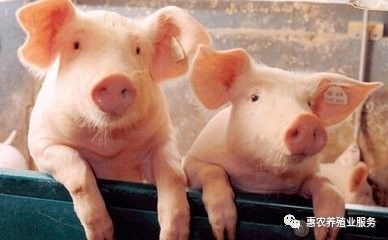 2020.05.15全国猪价，内含玉米，豆粕价格